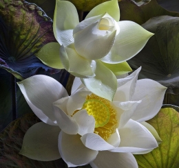 Địa Điểm Cung Cấp Tranh Dán Tường Uy Tín Thành Phố Biên Hòa