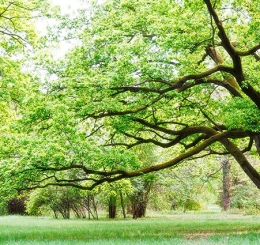 Tổng Kho Nhận Cung Cấp Tranh IN Dán Tường Vĩnh Cửu 