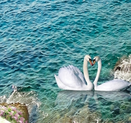 Nhận Cung Cấp Tranh IN Dán Tường Vĩnh Cửu Chất Lượng Nhất 